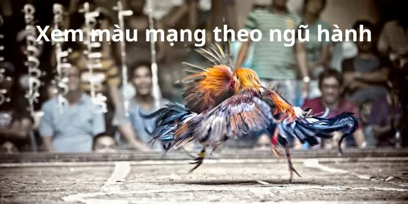 cach-xem-mau-mang-theo-ngu-hanh