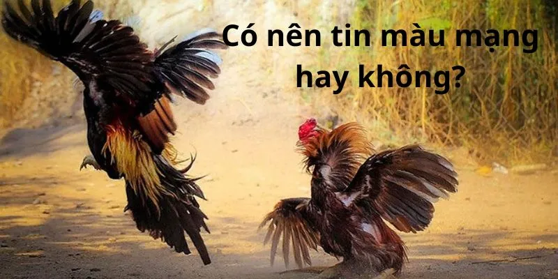 co-nen-xem-mau-mang-ga-da-theo-ngay-hay-khong