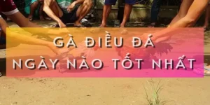 ga-dieu-da-ngay-nao-tot-nhat