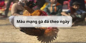 huong-dan-coi-mau-mang-ga-da-theo-ngay