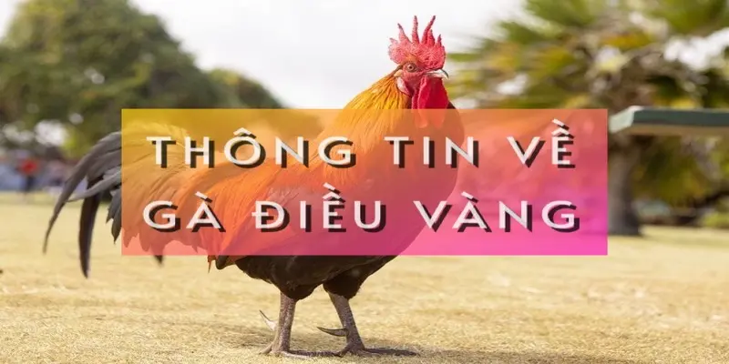 thong-tin-ve-ga-dieu-vang
