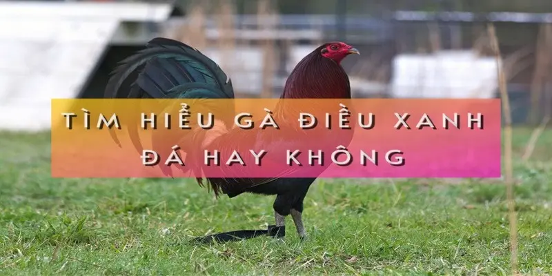 tim-hieu-ga-dieu-xanh-da-hay-khong