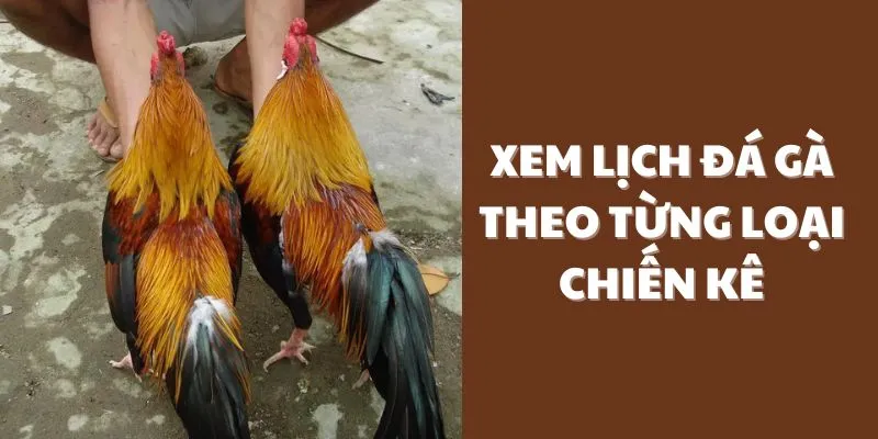 xem-lich-da-ga-theo-tung-loai-chien-ke